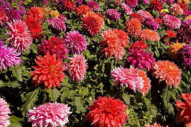 《生化危机》初代虚幻引擎5重制项目预告视频欣赏